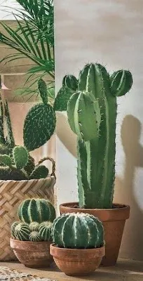 Cactos na decoração