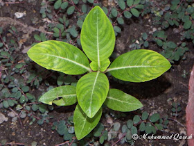 Rosy Periwinkle Plant