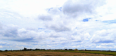 sawah padi di tanjung karang selangor