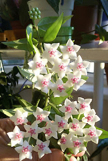 hoya-bella-cicegi