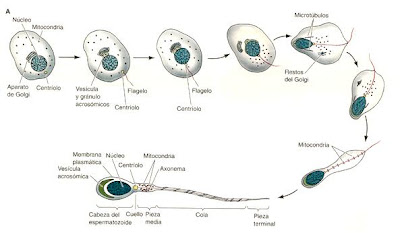 Resultado de imagen para espermiogenesis