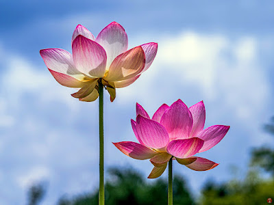 Sacred Lotus flowers: Ofuna Botanical Garden (Kamakura)