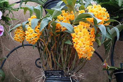 Grow and care Dendrobium densiflorum orchid - Pineapple orchid