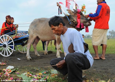 <img src=Makepung".jpg" alt=" Unique Cultural Traditions Makepung Yang Hanya Ada Di Indonesia[1] ">