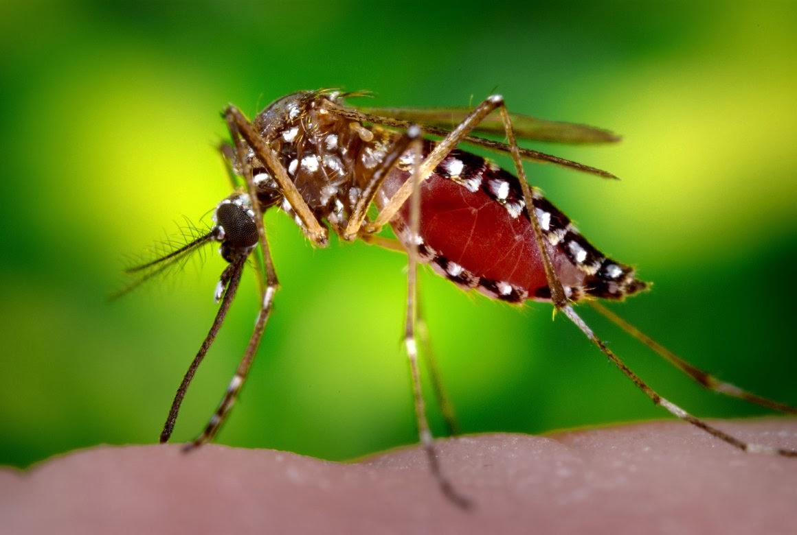 nyamuk aedes