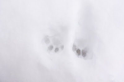 雪　猫の足跡