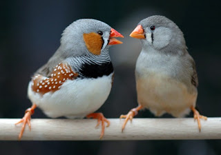 Zebra finch Birds