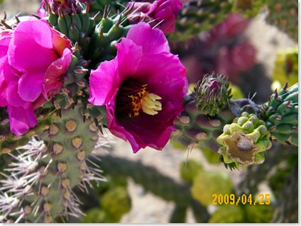 Staghorn Cholla