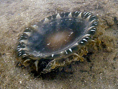 Upside-down Jellyfish (Cassiopea sp.)