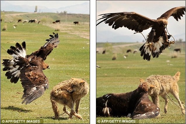 golden eagle hunting. traditional hunting