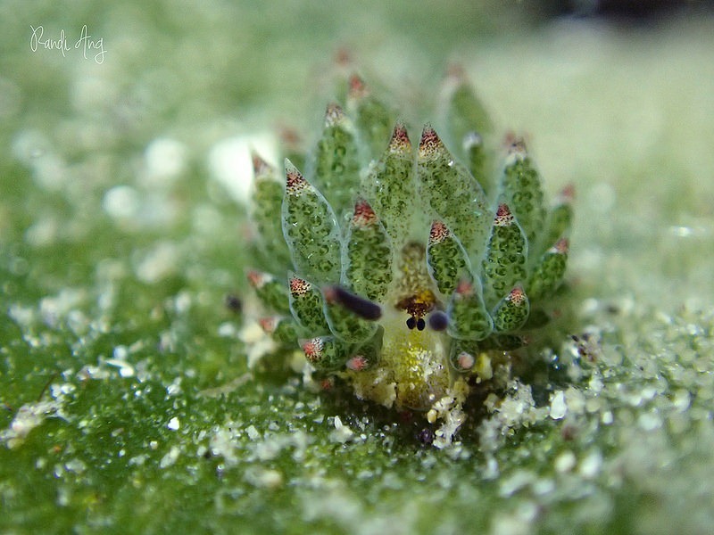 costasiella-kuroshimae-7