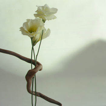 fiore+bianco.jpg (350×350)