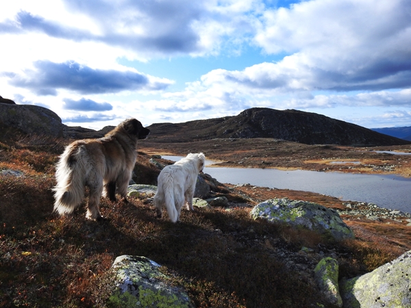 sørbølfjellet