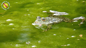 VILLERS-LES-NANCY (54) : Le jardin botanique du Montet-Grenouilles et crapauds