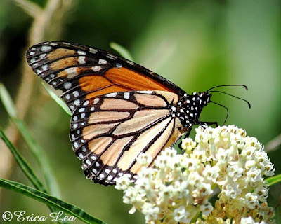 monarch butterfly side