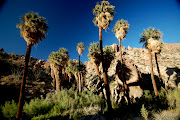 The Lost Palm Oasis: