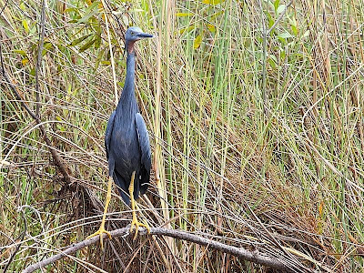 Slaty Egret