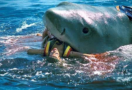 whale shark attack. tiger shark while surfing