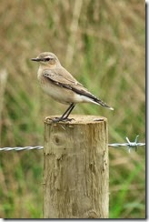 Wheatear