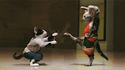 Funny Animals Cats Fighting (funny cats)