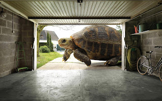 huge tortoise (11)