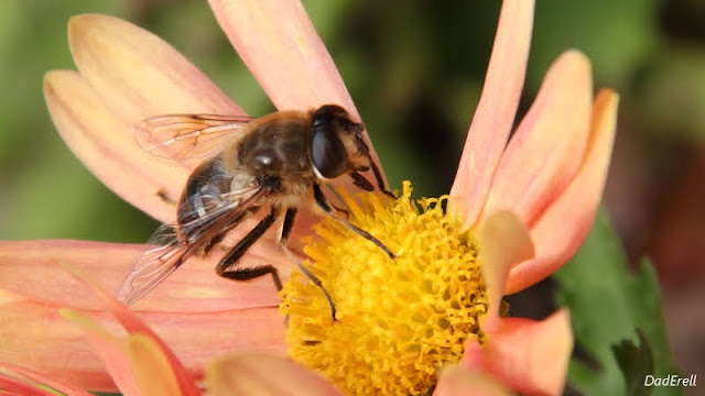 Une mouche sur une fleur de chrysanthème