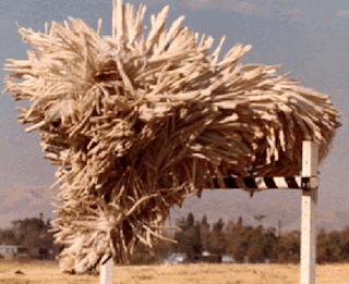 komondor dog Os animais mais estranhos e esquisitos do mundo