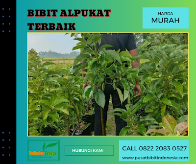 Tempat , Harga Bibit Alpukat Siap Berbuah, Jual Bibit Alpukat Kalibening, Jual Bibit Alpukat Kediri, Jual Bibit Alpukat Klaten, Harga Bibit Alpukat Aligator Kediri, Jual Biji Alpukat Kering, Harga Biji Alpukat Per Kg