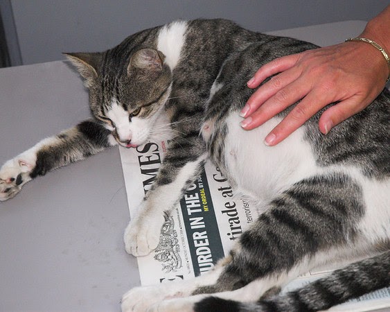 Surabaya Cat Lover: Jika Kucing Kekurangan Kalsium