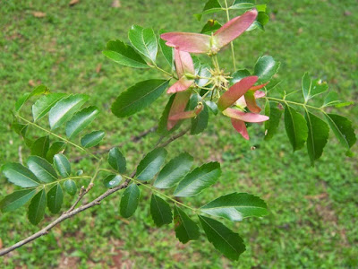 Quebrachillo (Diatenopteryx sorbifolia)