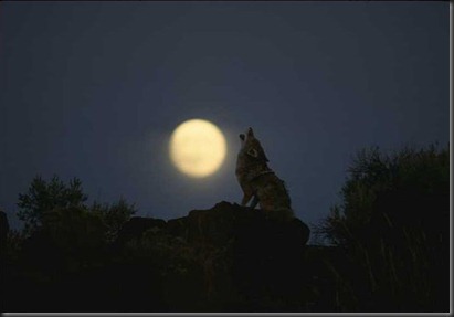 wolfmoon
