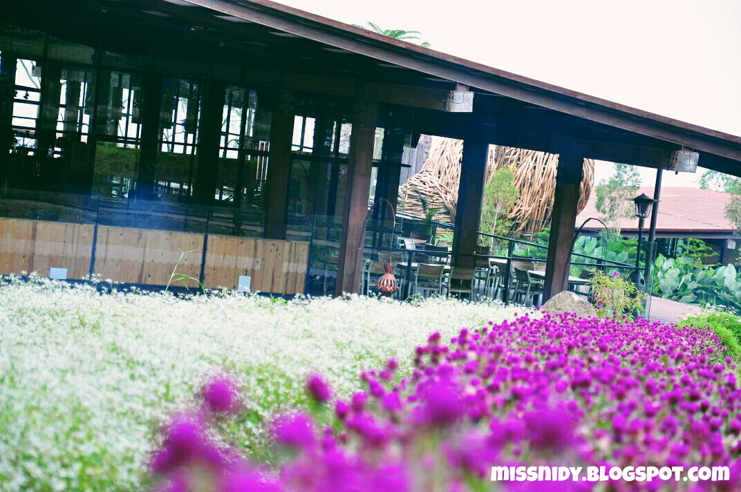 bunga lavender di dusun bambu lembang