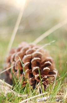 spring6