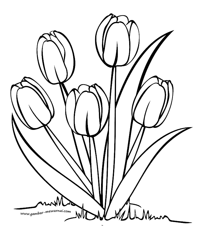 Mewarnai Bunga Tulip
