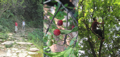 Hike to World Peace Stupa, Wild Berries