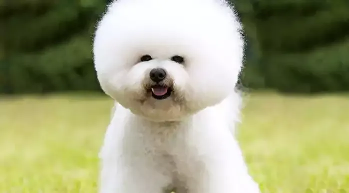 Bichon Frise Dog Breed