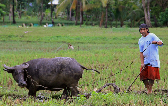 O que visitar em Bohol, Roteiro Bohol, O que fazer em Bohol, Roteiro Filipinas, O que visitar nas Filipinas