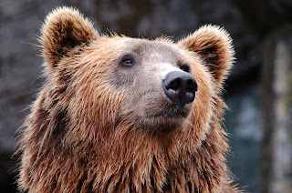 Fun Facts about Bears