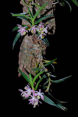 Trichoglottis pusilla care and culture