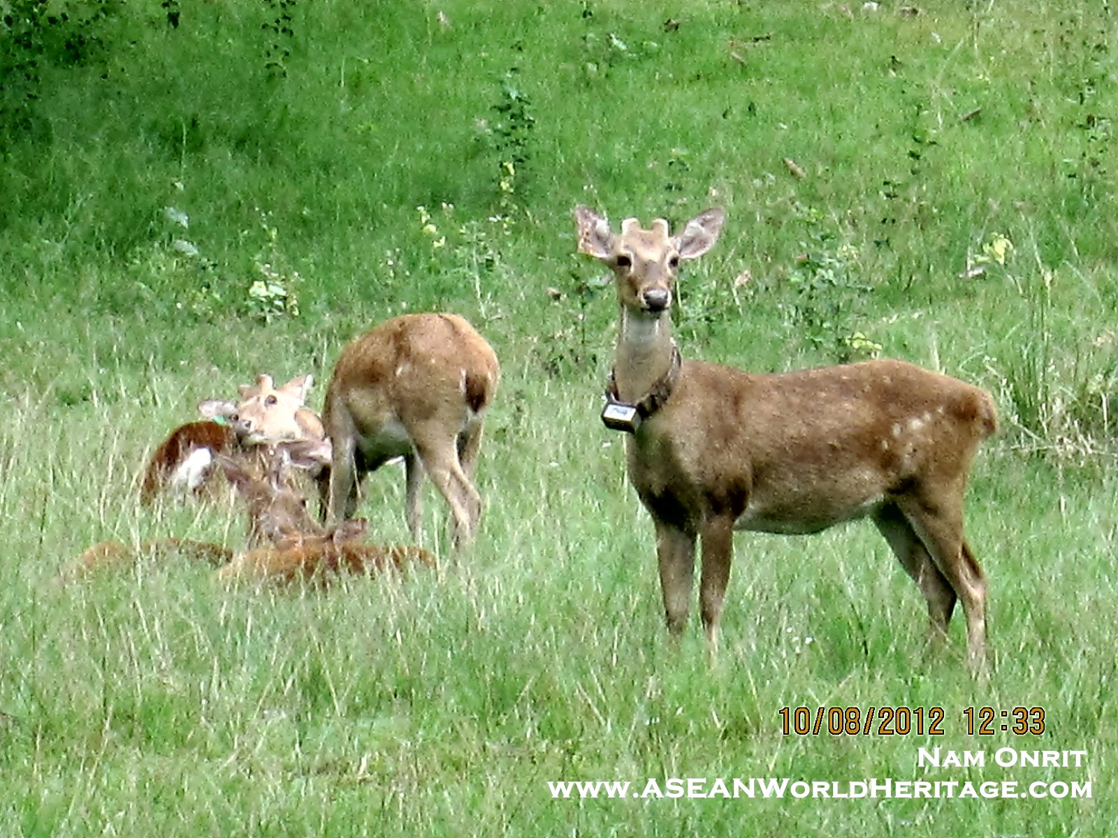 UNESCO: Eld's Deer Herd in Huai Kha Kheng Wildlife Sanctuary