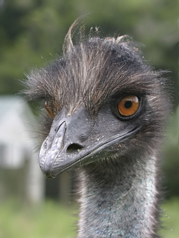 blogbipeds: Australian Emu
