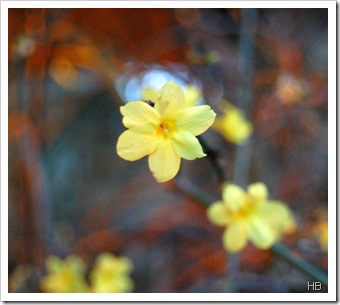 Winterjasmin ©H. Brune