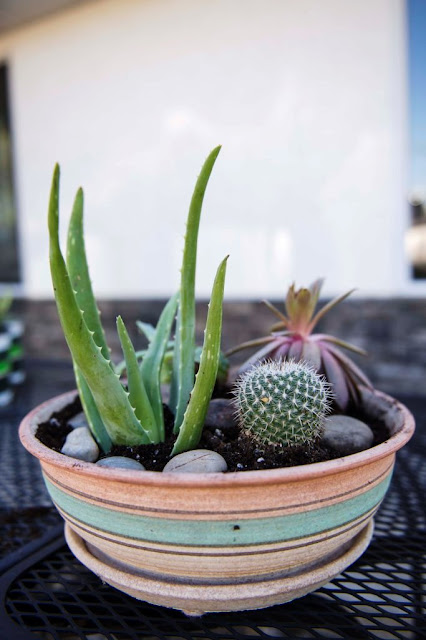 DIY easy and simple terrarium