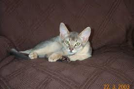 Blue Abyssinian Cat