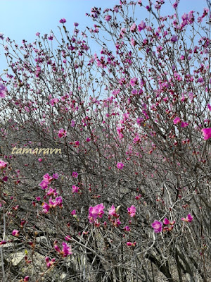 Рододендрон остроконечный (Rhododendron mucronulatum)