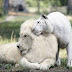 Ένα άσπρο λιοντάρι και μια άσπρη τίγρης έκαναν μωρά. Το αποτέλεσμα; Εκπληκτικό!