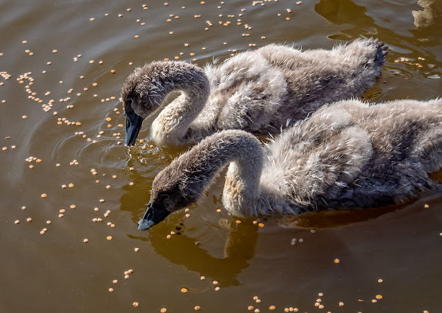 Photo of the cygnets eating the food I gave them