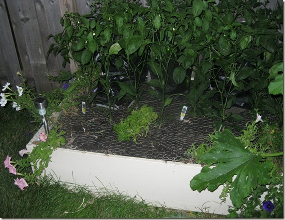 Garden July 24