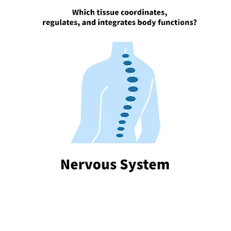 Which tissue coordinates, regulates and integrates body functions?