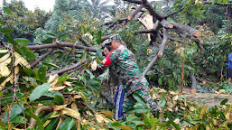    Pohon Tumbang Timpa Rumah Warga Pakembaran Pemalang